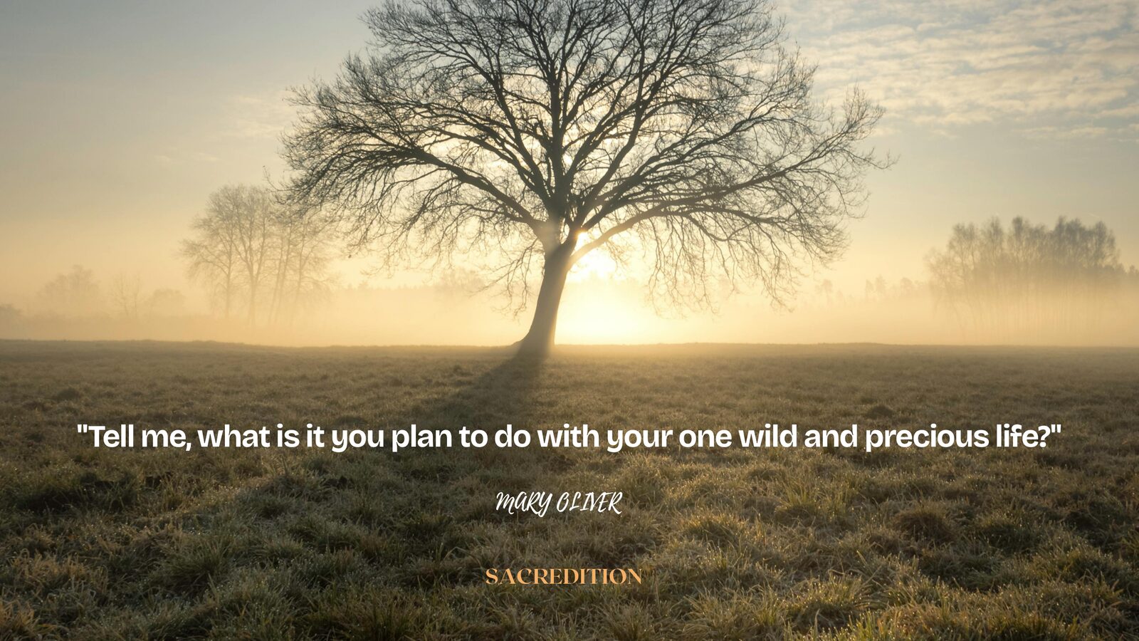 Tell me, what is it you plan to do with your one wild and precious life? — Mary Oliver